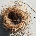 Birds Nest Birds Nest