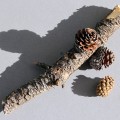 Branch Branch
