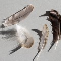 Feathers Feathers