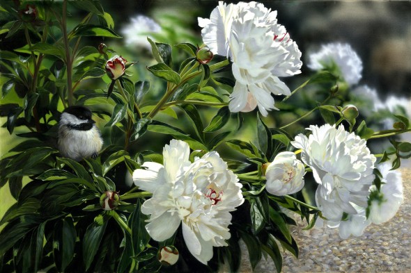 Peonies--Chickadee-12x18