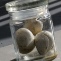 Quail Eggs Quail Eggs