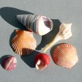 Shells Shells
