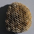 Wasp Nest Wasp Nest