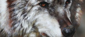Lupa - She Wolf