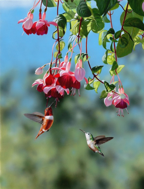 Fuchsia Hummingbirds « « Julia Hargreaves